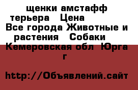 щенки амстафф терьера › Цена ­ 30 000 - Все города Животные и растения » Собаки   . Кемеровская обл.,Юрга г.